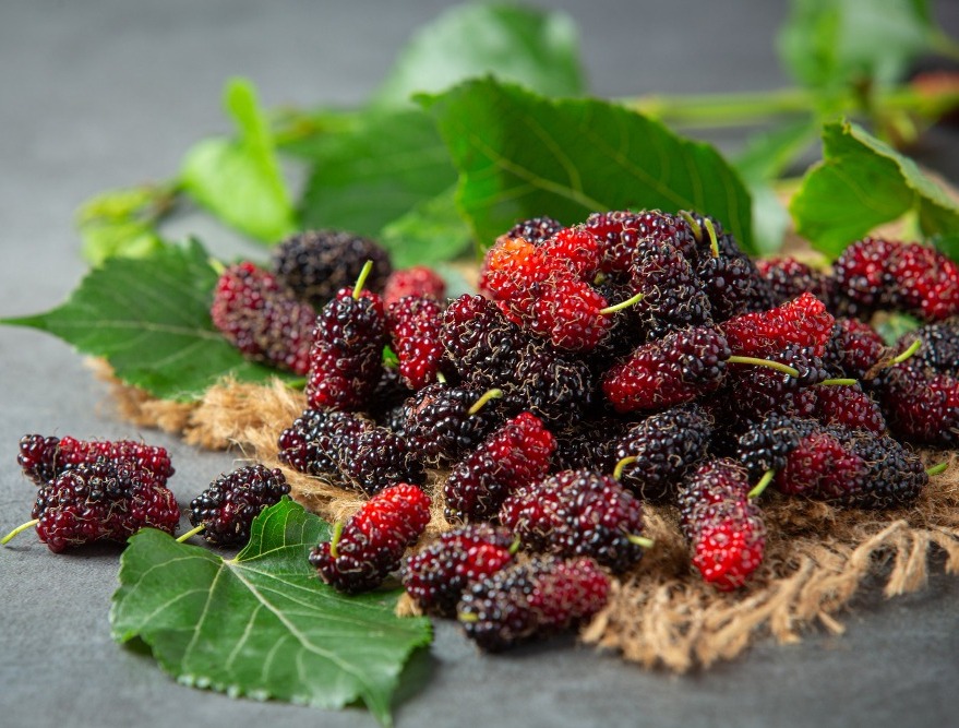 6 Manfaat Buah Mulberry untuk Kesehatan Kulit yang Bikin Glowing