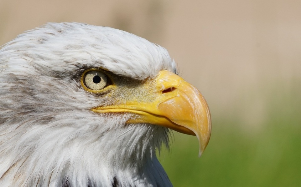 Nama Burung Pemakan Daging Apa Saja? Ini 8 Daftarnya, Banyak yang Mahir Berburu