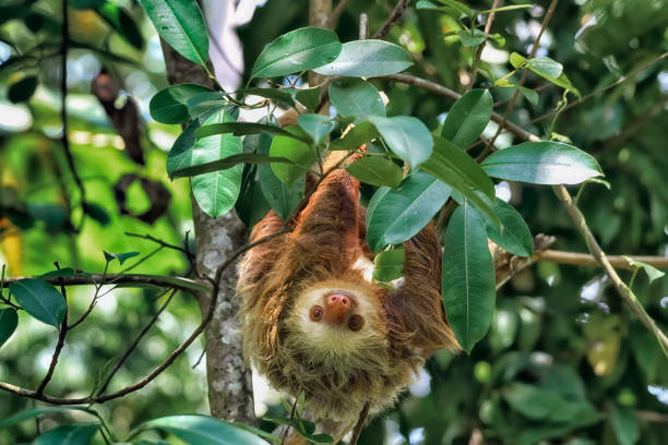 10 Hewan Hutan Amazone Terunik dan Sulit Ditemukan