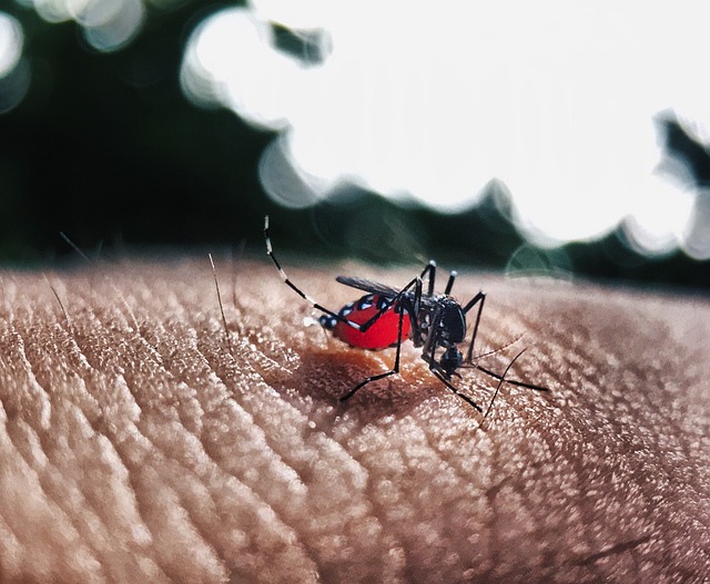 Cara Mencegah Penyakit Demam Berdarah Dengue (DBD)