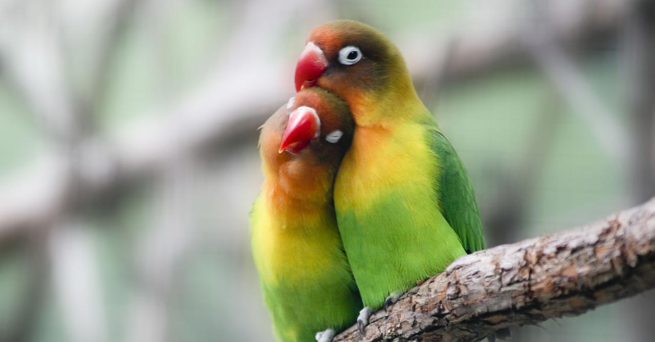 Cara Bikin Lovebird Ngekek Panjang! Metode Unik untuk Bikin Burung Kamu Gacor Sampai Korslet!