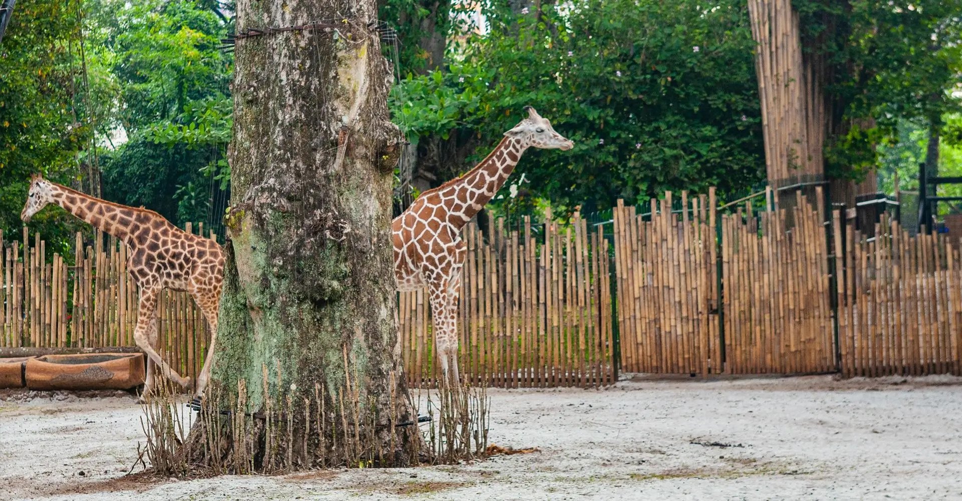 Kebun Binatang Bandung Disegel, Pemkot Siap Ambil Alih
