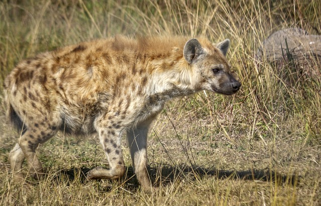 8 Fakta Menarik Hyena Bertutul, Pemburu Licik yang Hobi Poligami