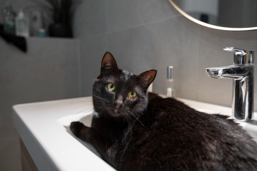 Gak Perlu Terus-terusan Beli Pasir, Tips Melatih Kucing Kencing di Toilet