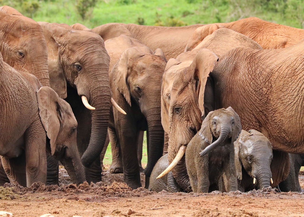 12 Fakta Unik Tentang Gajah yang Bikin Kamu Kagum 