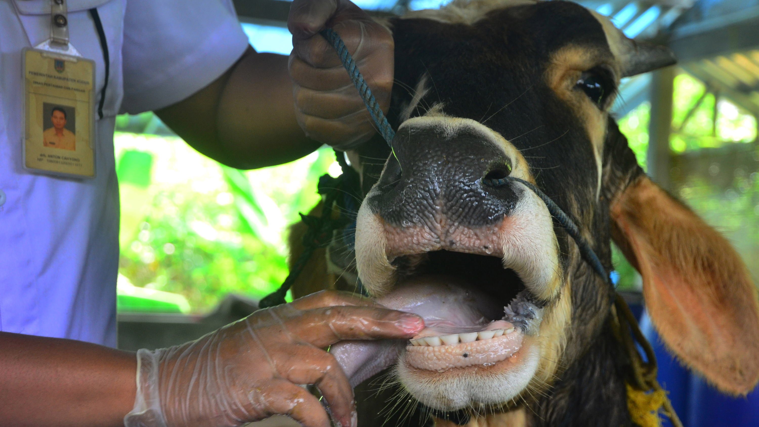 Virus PMK Menyebar, Ini Cara Cegah Sapi dan Kambing Ternak Terinfeksi