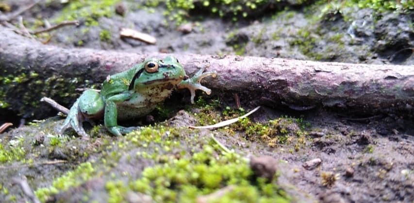 7 Perbedaan Kodok dan Katak, Serupa Tapi Tak Sama