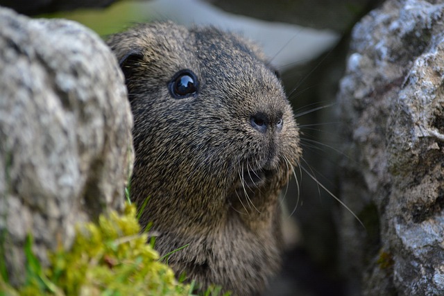 Fakta Menarik Marmot, Si Imut Berbulu