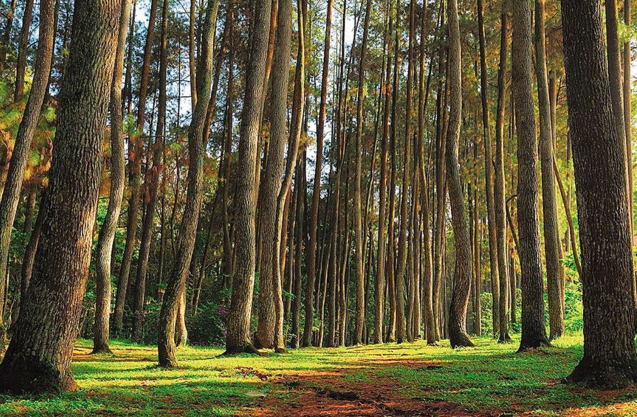 Pengen Ngadem Disuasana Pohon Pinus? Inilah 4 Rekomendasi Wisata Pohon Pinus yang Ada di Bandung!