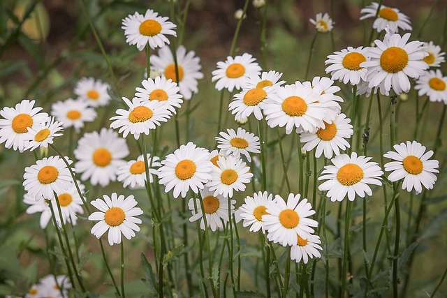 10 Tanaman Hias yang Cocok di Outdoor dengan Perawatan Mudah, Menyegarkan dan Cantik!