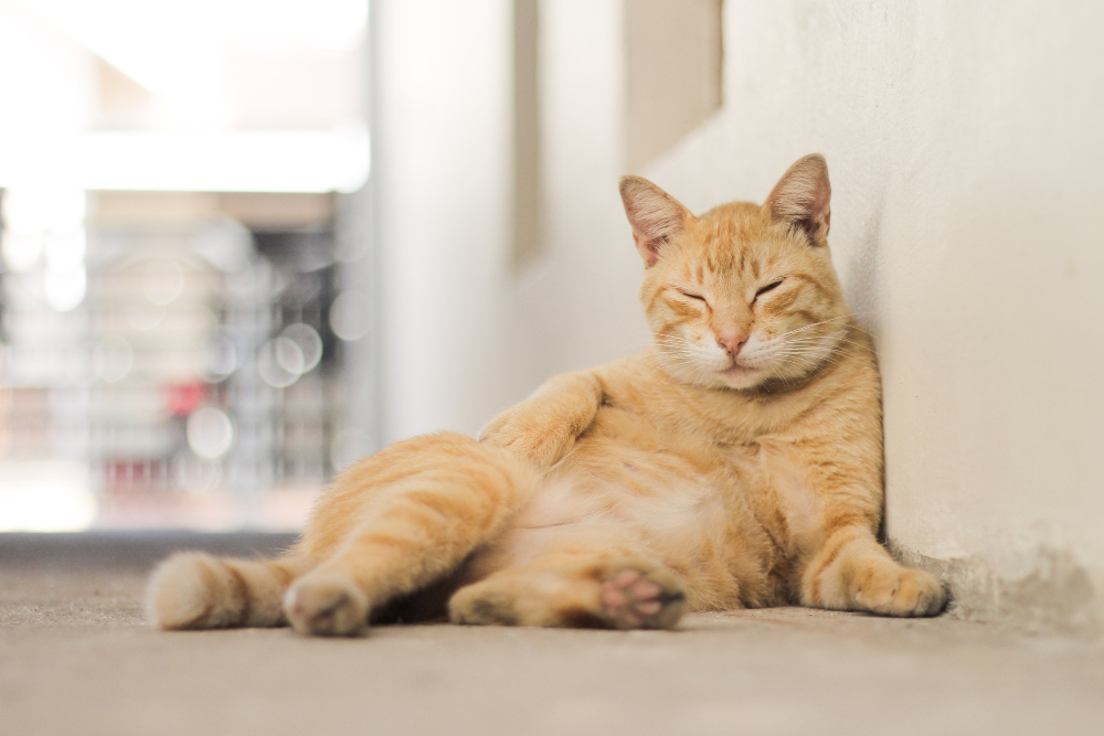 Manfaat Steril Kucing, Ternyata Bisa Buat Anabul Makin Sehat