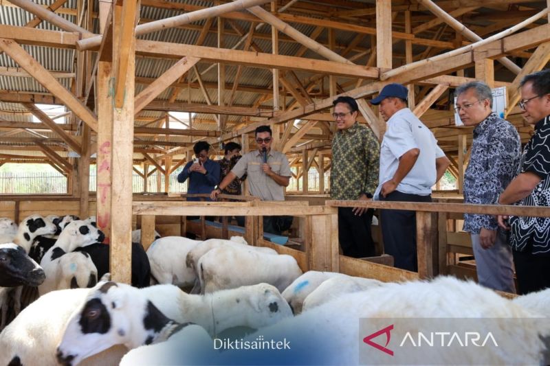 Wamendiktisaintek Dukung Riset Peternakan Domba untuk Ketahanan Pangan Berkelanjutan