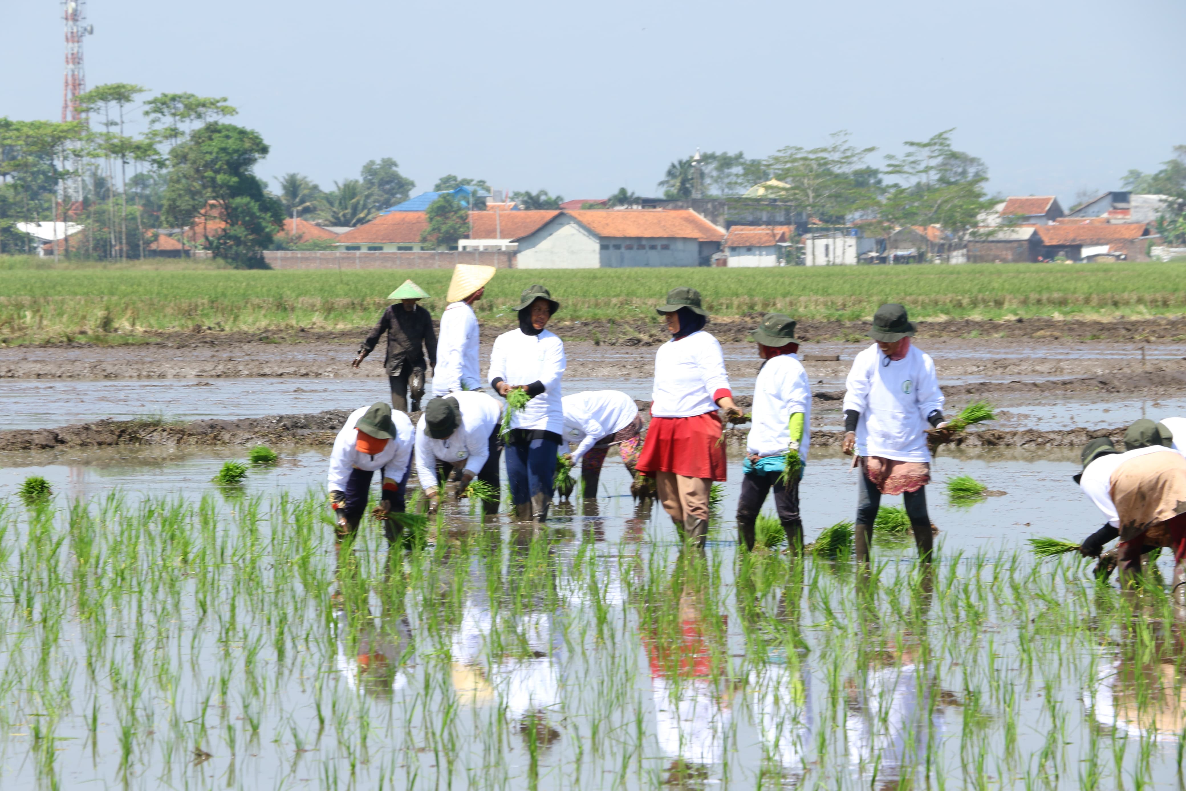 Dapat Bantuan Benih Jagung, Padi dan Alsintan, Bupati Bandung Ucapkan Terima Kasih Kepada Menteri Pertanian 