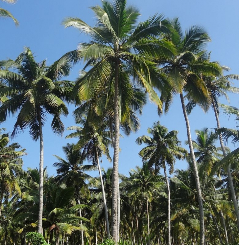 10 Manfaat Pohon Kelapa Bagi Kehidupan yang Jarang Orang Ketahui