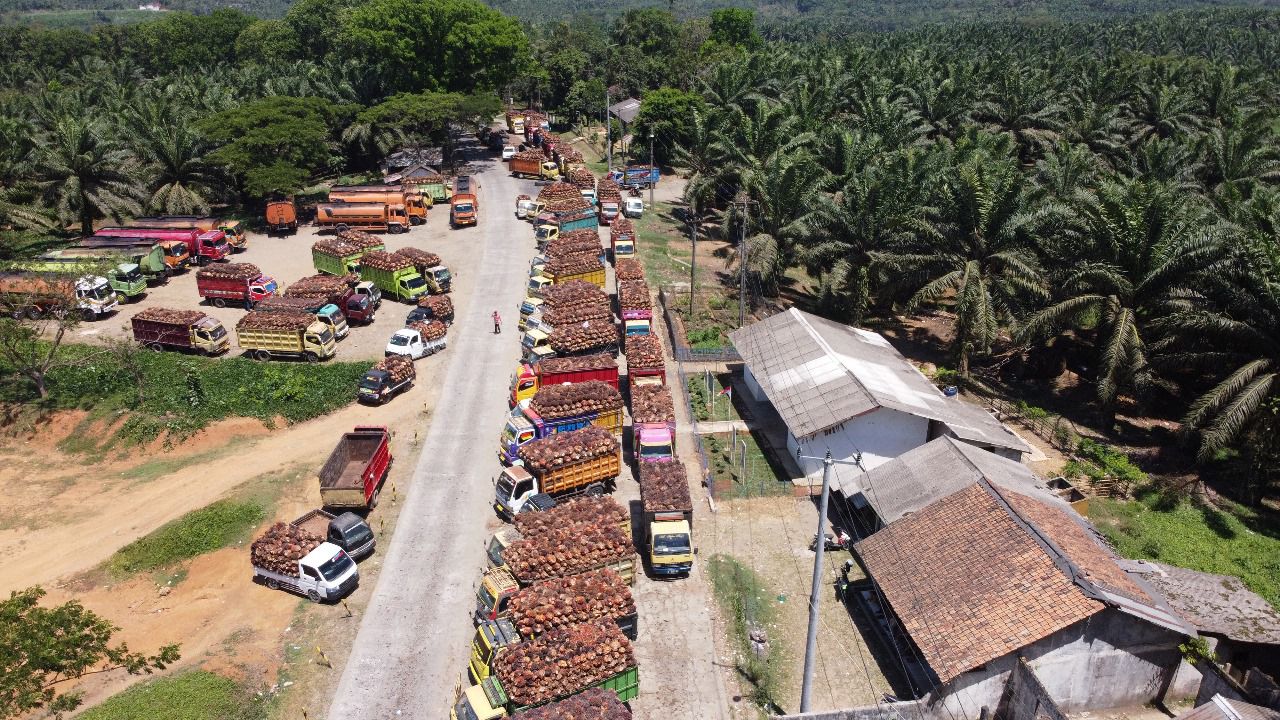 Pabrik Swasta Rusak, PTPN “Korbankan” Ini untuk Tampung TBS Masyarakat