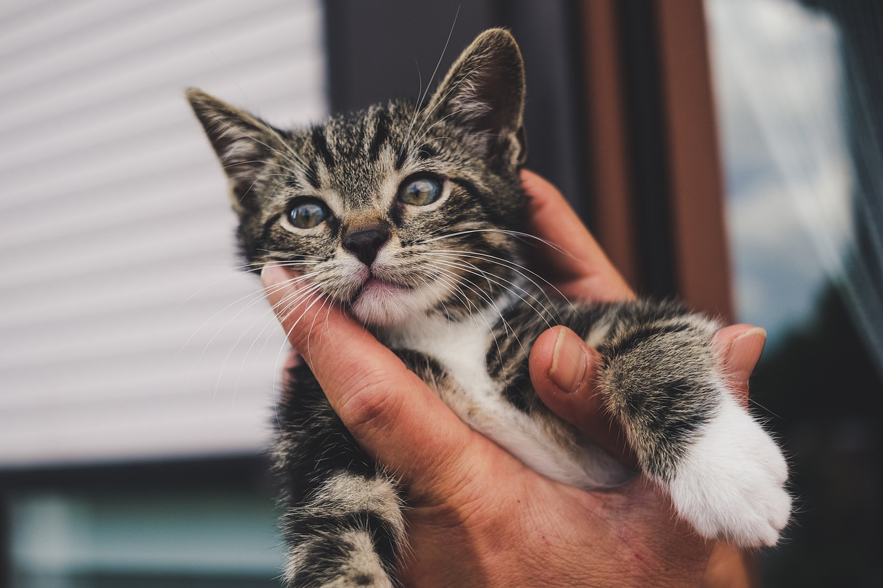 Waspada! 7 Makanan Berbahaya yang Tidak Boleh Dimakan Kucing Kesayangan Kamu