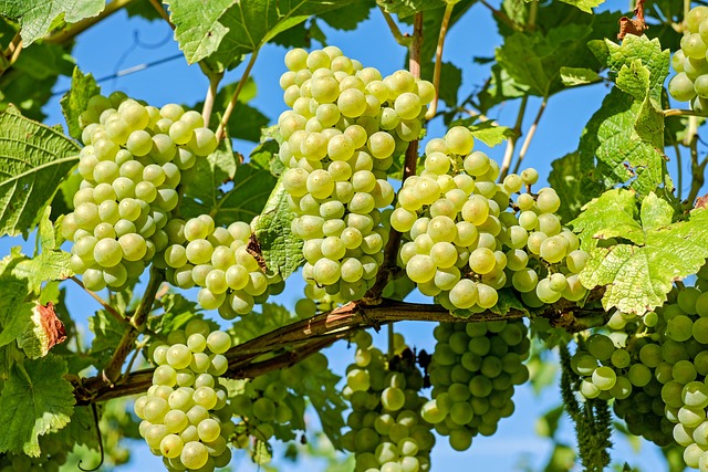 10 Manfaat Anggur Hijau untuk Kesehatan: Kekayaan Nutrisi yang Menyehatkan