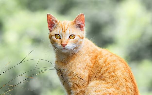 1 September Hari Penghargaan untuk Kucing Oren! Selamat Hari Jadi untuk Si Kucing Penguasa Jalanan