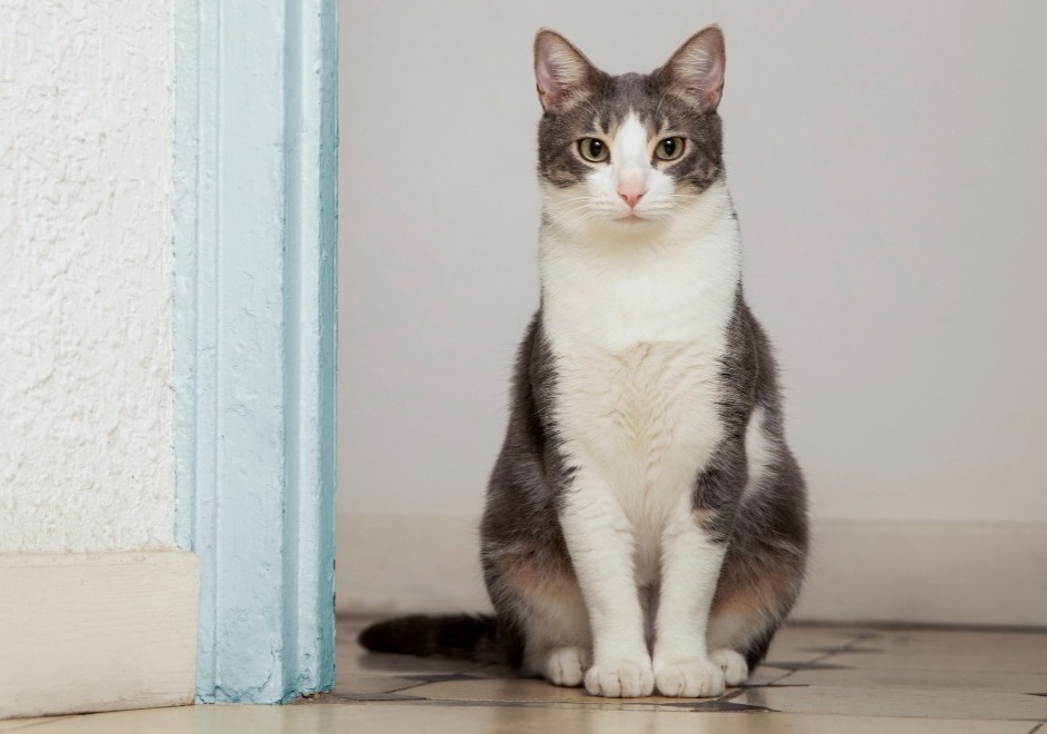 6 Tips dan Trik Merawat Bulu Kucing Kampung Agar Halus dan Kinclong