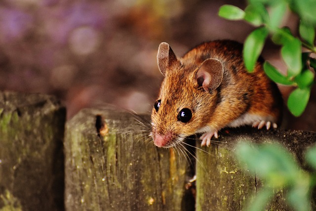 5 Makanan yang Dapat Mengundang Tikus ke Dalam Rumah