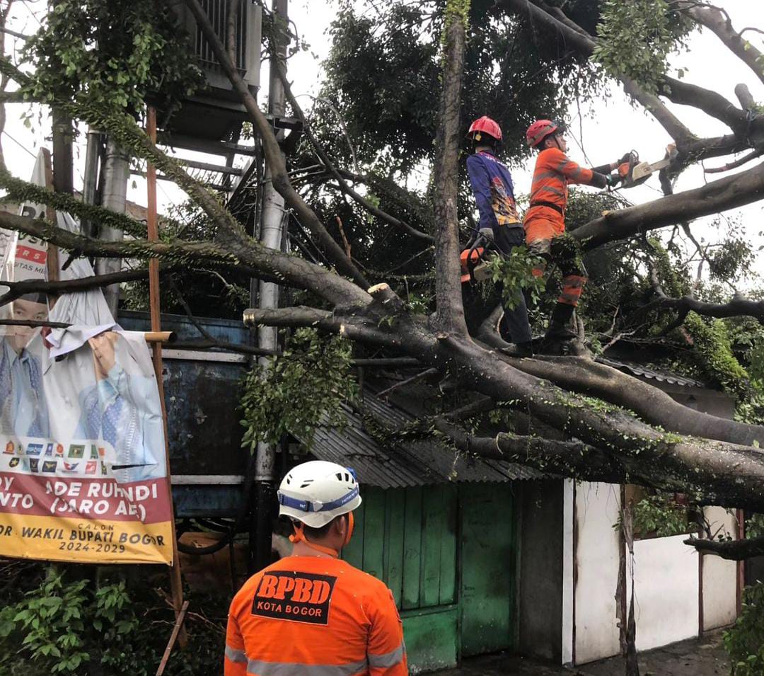 Pohon Tumbang Timpa Tiga Kios di Bogor Barat Akibat Cuaca Ekstrem