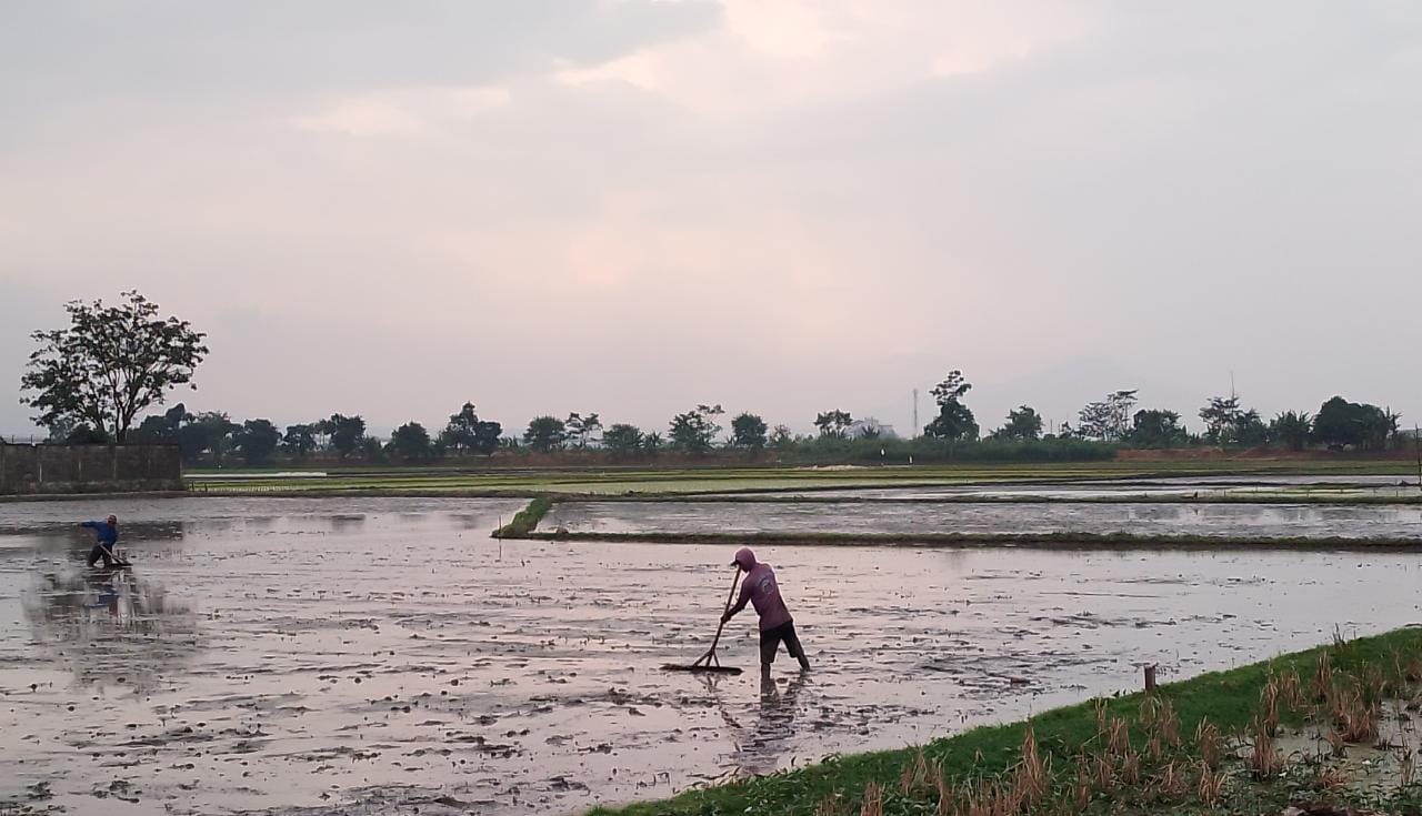 Petani Merugi Akibat Cuaca Ekstrim, Pemkab Bandung Siapkan Rp26 Miliar untuk Stimulan Pupuk 