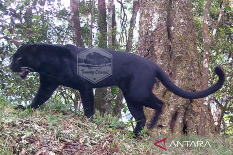 Balai TNGC Deteksi Tiga Macan Tutul Asli di Gunung Ciremai