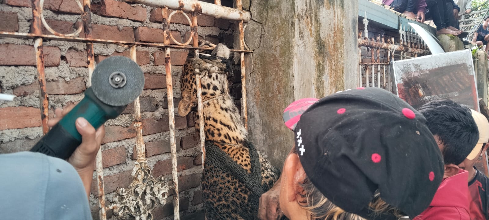 Warga Geger! Macan Tutul Muncul di Desa Maruyung Pacet Bandung, Dua Orang Jadi Korban
