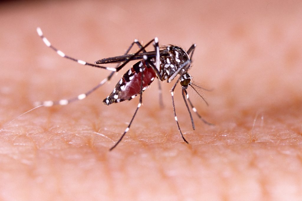 8 Ciri-Ciri Jika Terkena Demam Berdarah Dengue (DBD), Lengkap dengan Pencegahan dan Penanganannya!