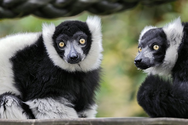Keunikan dan Fakta Menarik Lemur Indri  dari Madagaskar