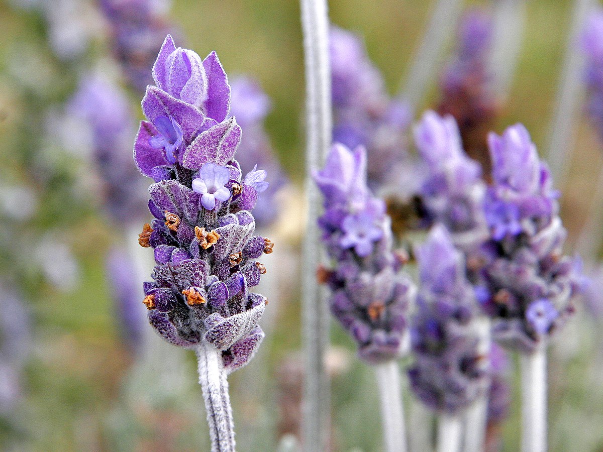 10 Tanaman Penyegar Udara untuk Halaman Rumah yang Sejuk dan Adem, Salah Satunya Lavender 
