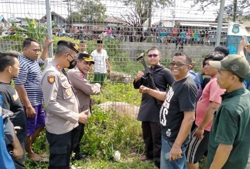 Kerbau Mengamuk hingga Ditembak, Polisi Jelaskan Kronologisnya