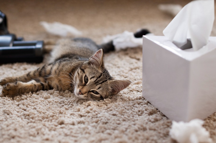 6 Tips dan Trik Mengatasi Bau Kotoran Kucing di Rumah secara Alami