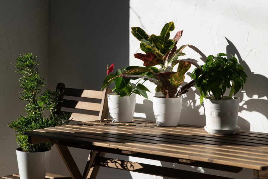 9 Tanaman Hias Outdoor Pembawa Rezeki Berlimpah Mudah Dirawat