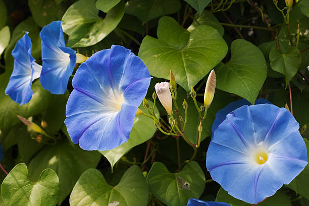 7 Fakta Menarik Morning Glory si Cantik yang Berbahaya