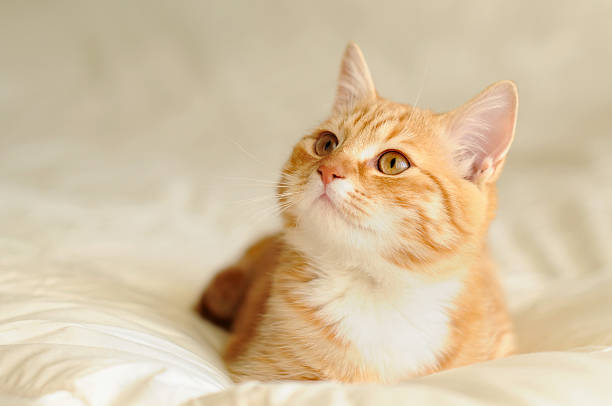 Mengapa Kucing Menjadi Hewan Kesayangan Rasulullah SAW?