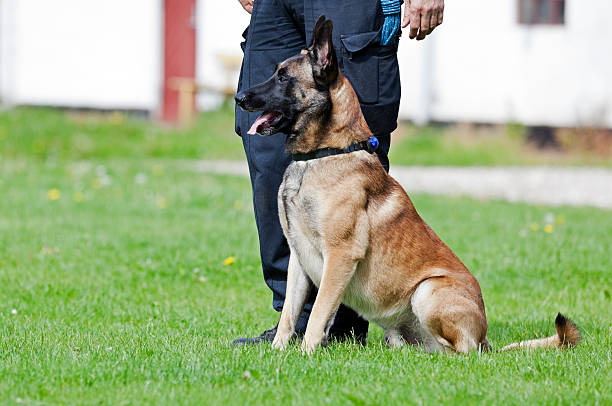 5 Jenis Anjing yang Sering Digunakan untuk Membantu Polisi 