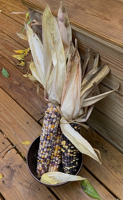 Mengenal Lebh Jauh Glass Gem Corn, Jagung Unik Dengan Warna-Warni yang Memukau