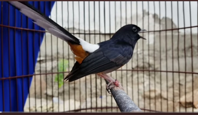 Burung Murai Batu yang Sedang Populer di Indonesia, Penampilan Elegan dan Rajanya Kicauan Merdu! 