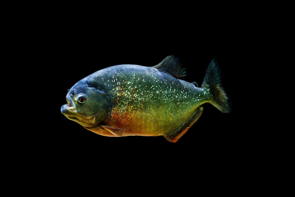 5 Fakta Unik Tentang Ikan Piranha yang Mungkin Belum Anda Ketahui