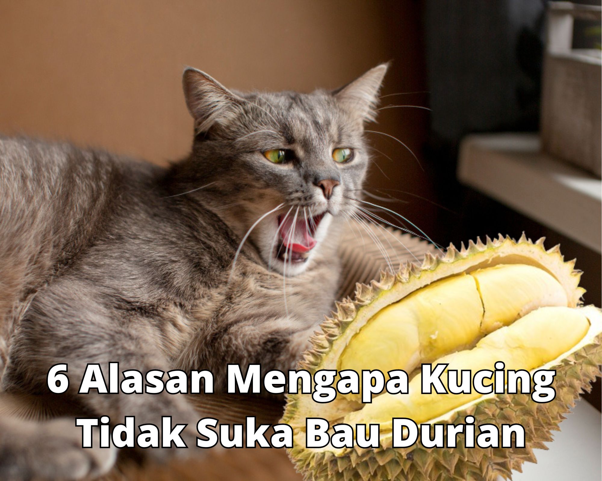 6 Alasan Mengapa Kucing Tidak Suka Bau Durian