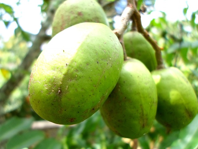 10 Manfaat Buah Kedondong untuk Kesehatan Banyak yang Gak Tau!  