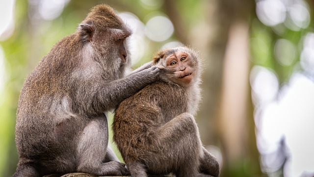 ITB Ungkap 3 Penyebab Monyet Berkeliaran di Pemukiman Warga Bandung: Tanda Bencana Alam