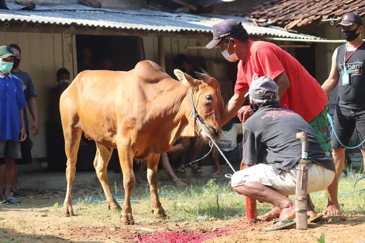 Pemkot Jaksel Laporkan Belasan Hewan Kurban Sakit Mata Beserta Penanganannya