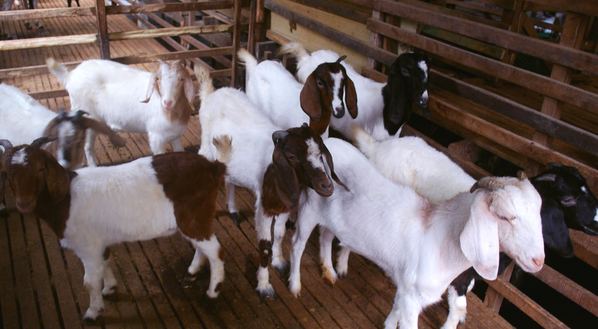 5 Kambing Ini Cocok untuk Kurban, Sehat dan Banyak Dicari Saat Iduladha