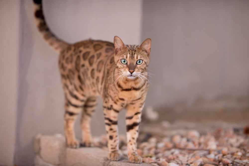 Benarkah Ini Salah Satu Kucing Termahal di Dunia? Inilah 5 Fakta Unik Mengenai Kucing Ashera