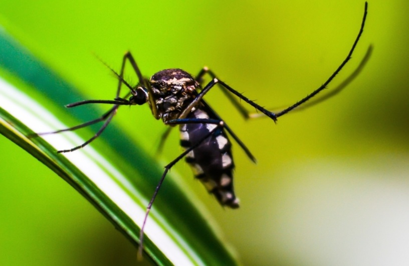 Pemkot Bogor Adakan Gertak Pemberantasan Sarang Nyamuk di Sekolah dengan Libatkan Siswa