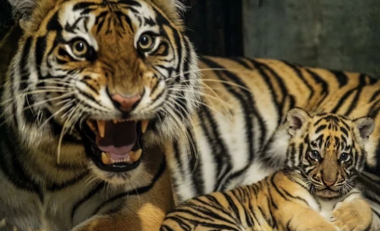 Anak Harimau Benggala di Bandung Zoo Mati, BBKSDA Jabar Tunggu Hasil Pemeriksaan