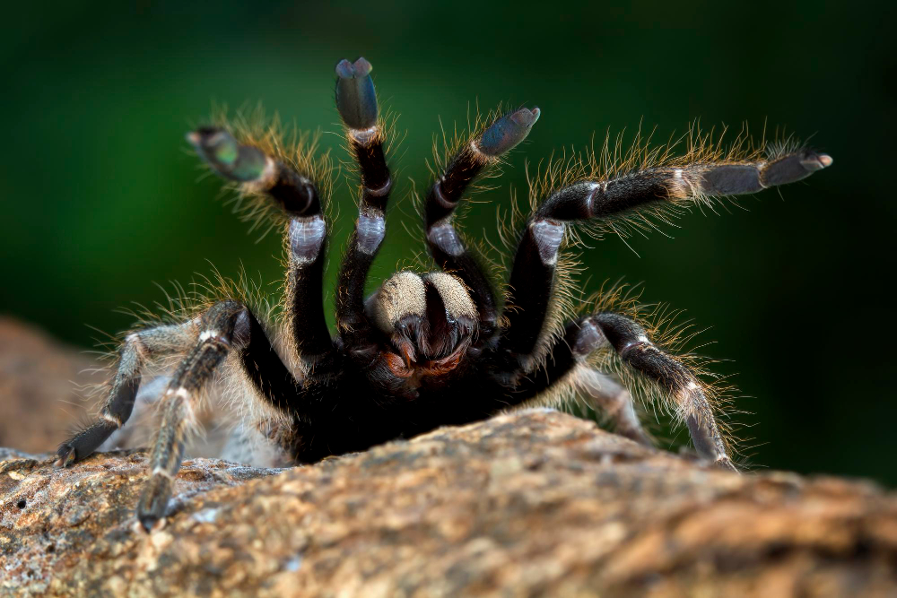 7 Fakta Menarik Tentang Hewan Tarantula