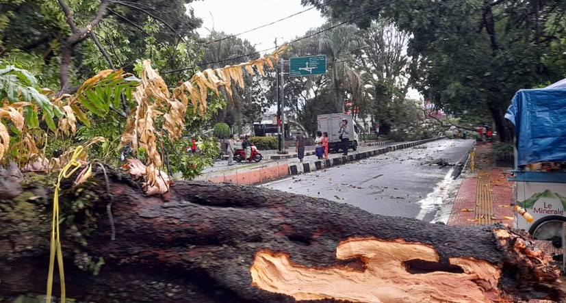 Pohon Tumbang Tutup Jalan di Cimahi Dipicu Hujan Deras dan Angin Kencang